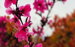 久久草免费线看线看2